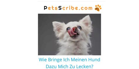 wie bringe ich meinen hund dazu mich zu lecken